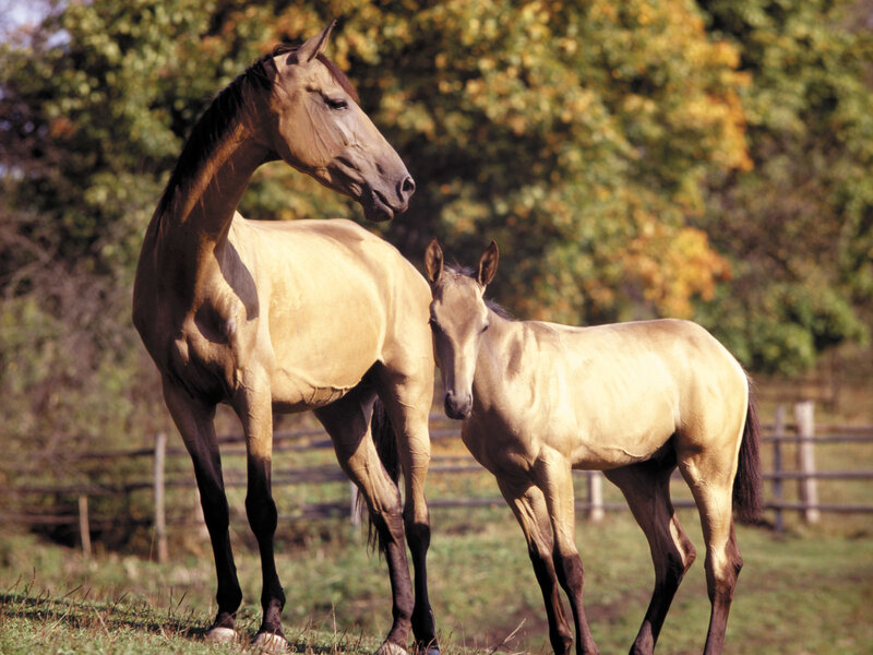 Adult Horse and Foal — Brown