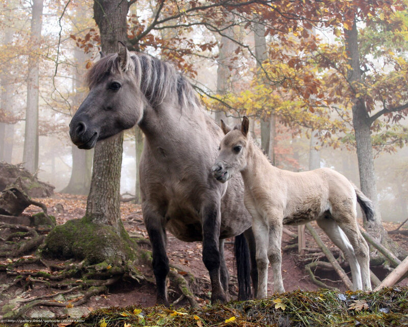 Adult Horse and Foal — Gray