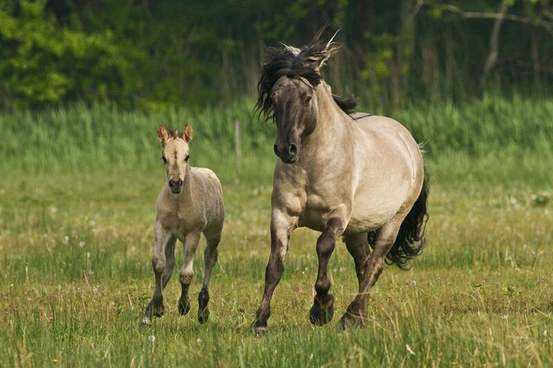 Adult Horse and Foal — Green, Active