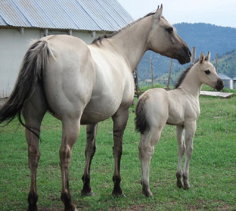 Adult Horse and Foal — Green, Calm