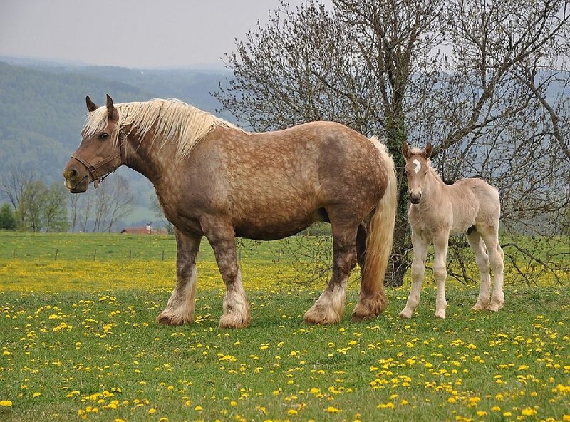 Adult Horse and Foal — Green, Serene