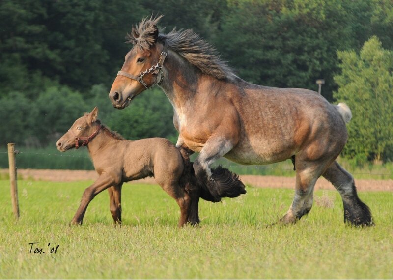 Adult Horse and Foal