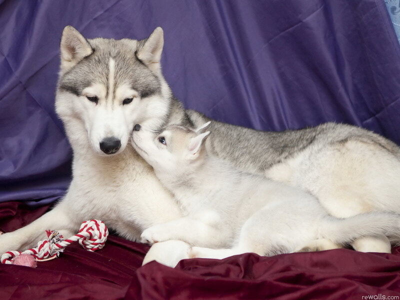 Adult Husky and Puppy