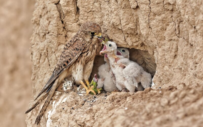 Adult Kestrel Feeding Chicks