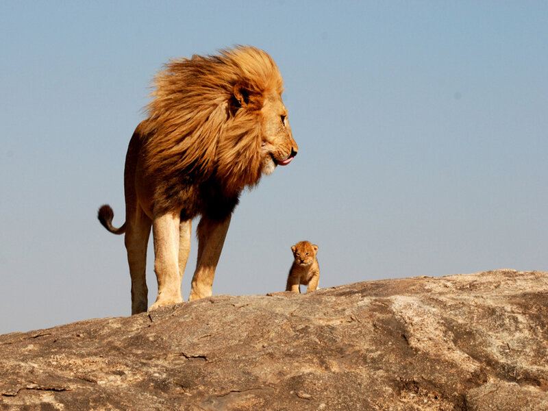 Adult Lion and Cub — Brown