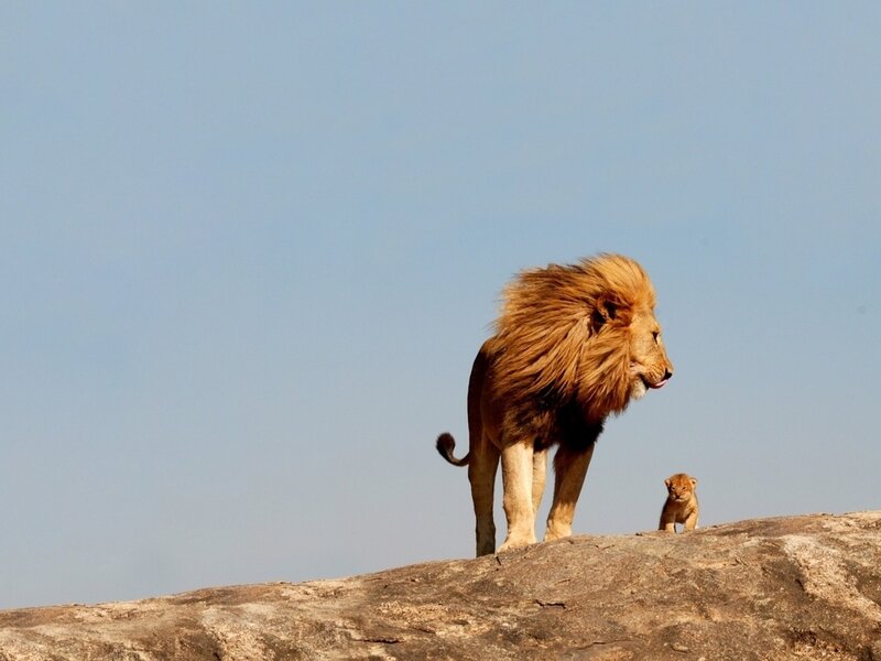 Adult Lion and Cub