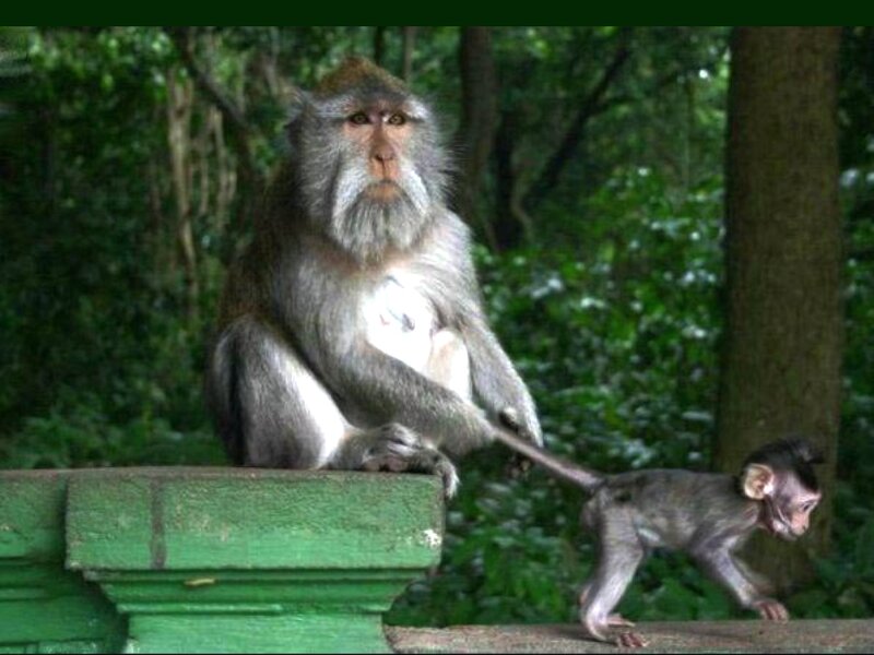 Adult Monkey with Baby