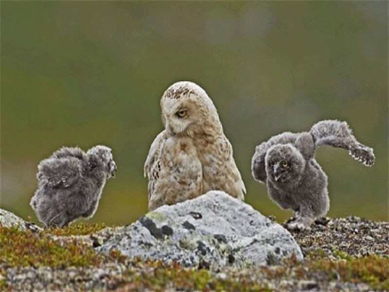 Adult Owl with Chicks — Gray