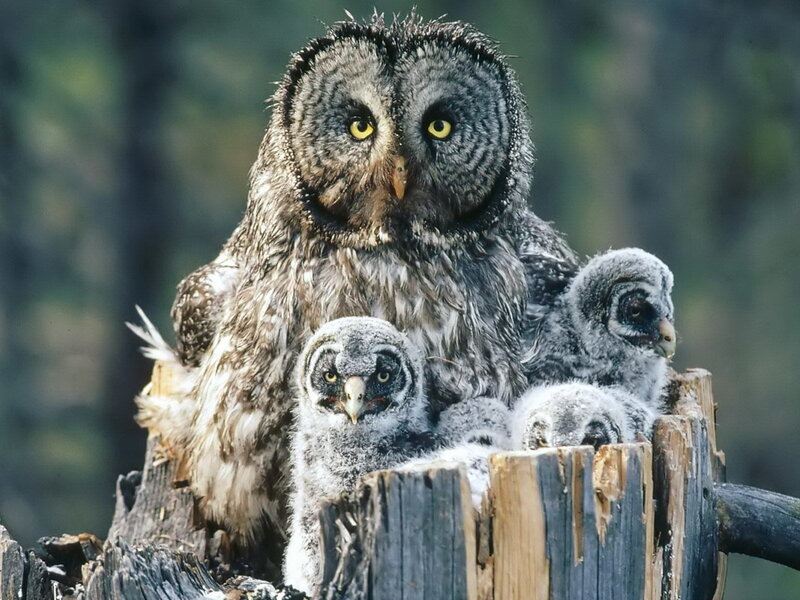 Adult Owl with Chicks