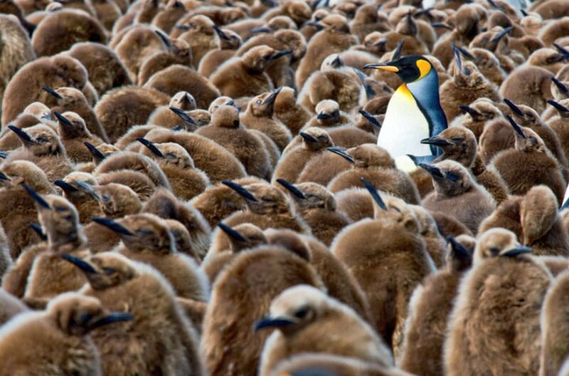 Adult Penguin Among Chicks
