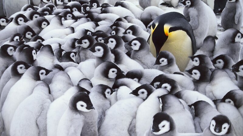 Adult Penguin with Chicks — Black, Calm, Winter