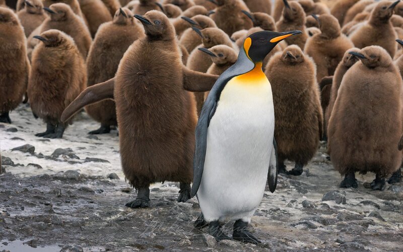 Adult Penguin with Chicks — Black