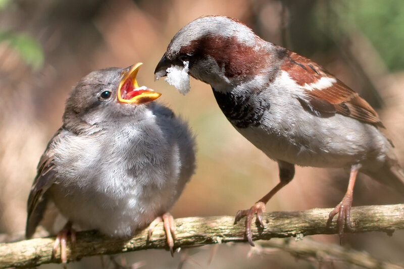 Adult Sparrow Feeding Chick