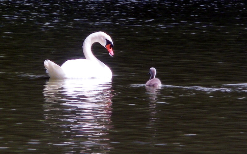 Adult Swan and Cygnet