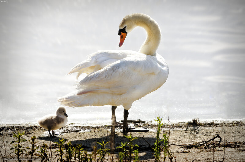 Adult Swan and Cygnet — White
