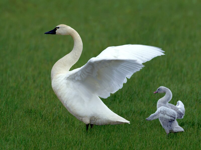 Adult Swan with Cygnet — Green