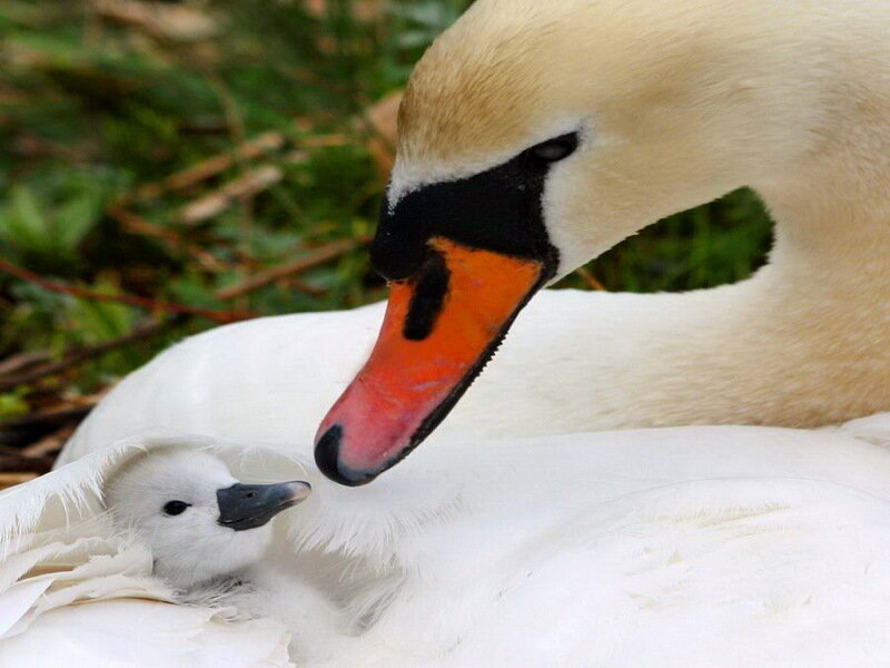 Adult Swan with Cygnet