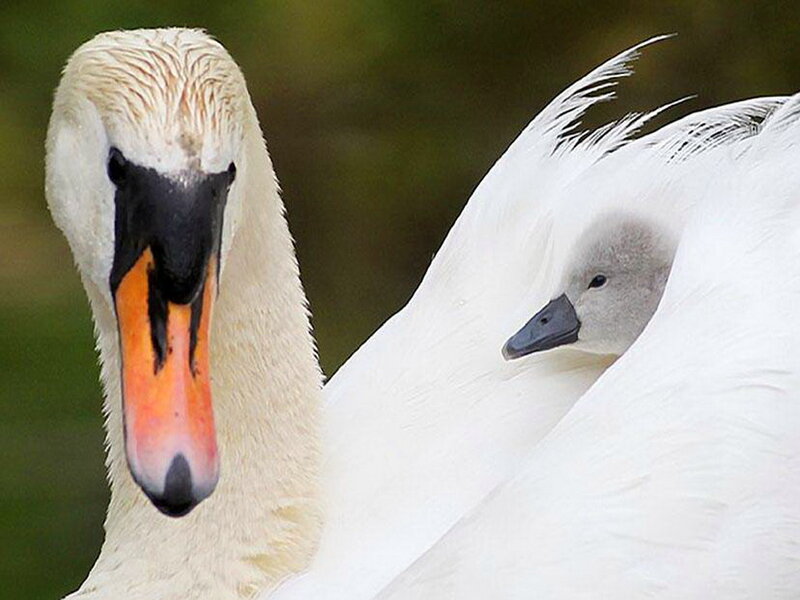 Adult Swan with Cygnet — White, Calm, Photograph