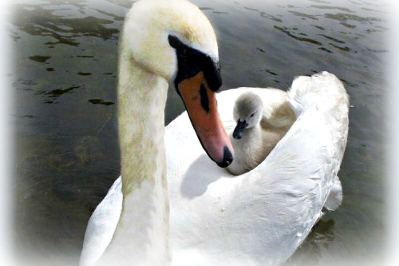 Adult Swan with Cygnet — White, Calm