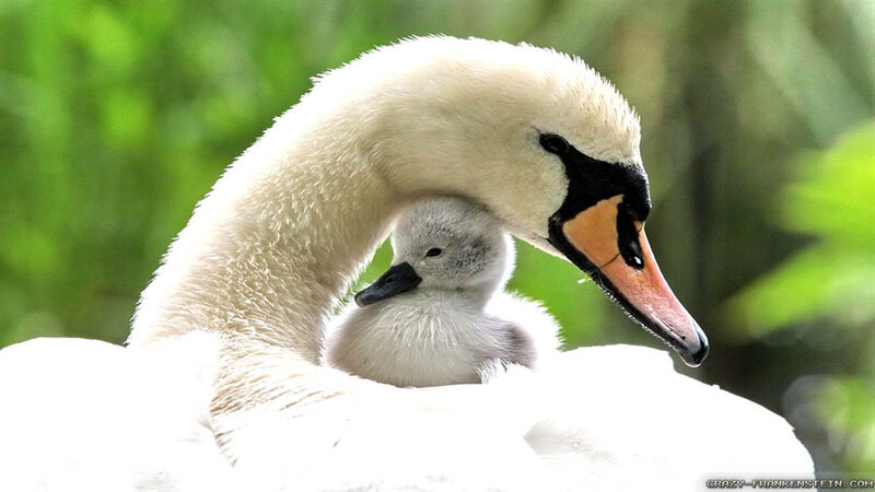 Adult Swan with Cygnet — White, Serene, Afternoon
