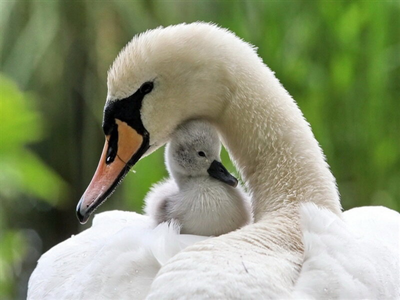 Adult Swan with Cygnet — White, Serene, Photograph