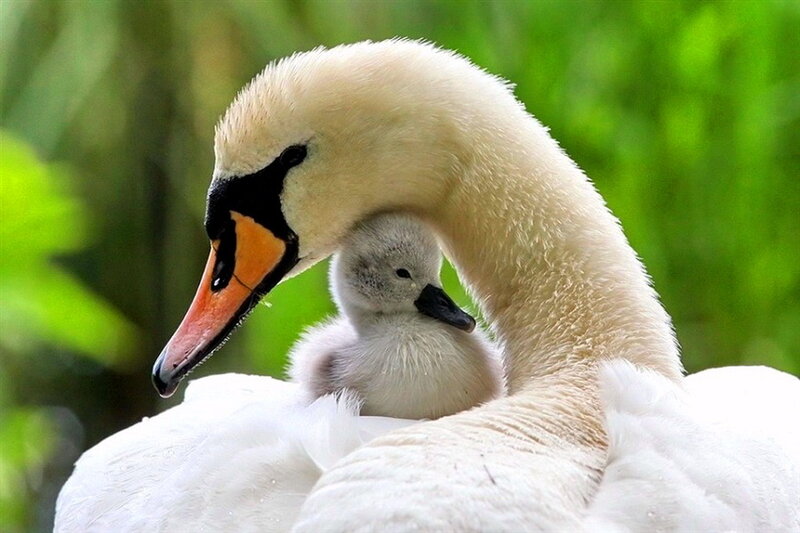 Adult Swan with Cygnet — White
