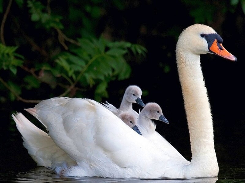 Adult Swan with Cygnets