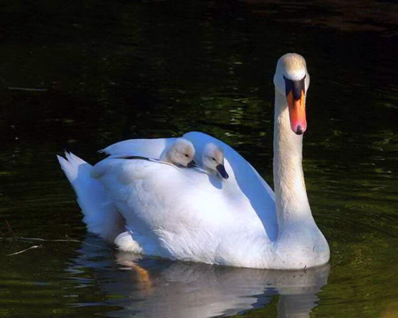 Adult Swan with Cygnets — White, Serene, Afternoon, Photograph, Cygnet