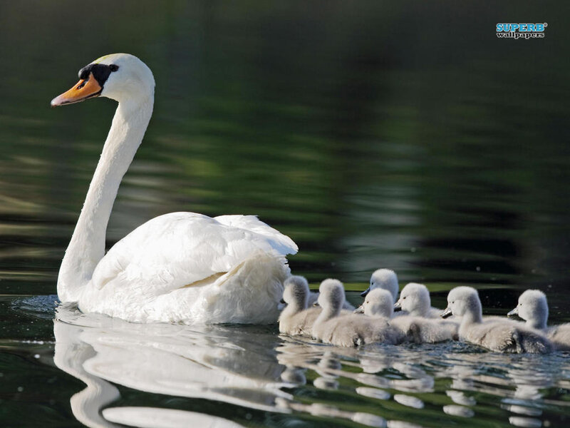 Adult Swan with Cygnets — White, Serene, Afternoon