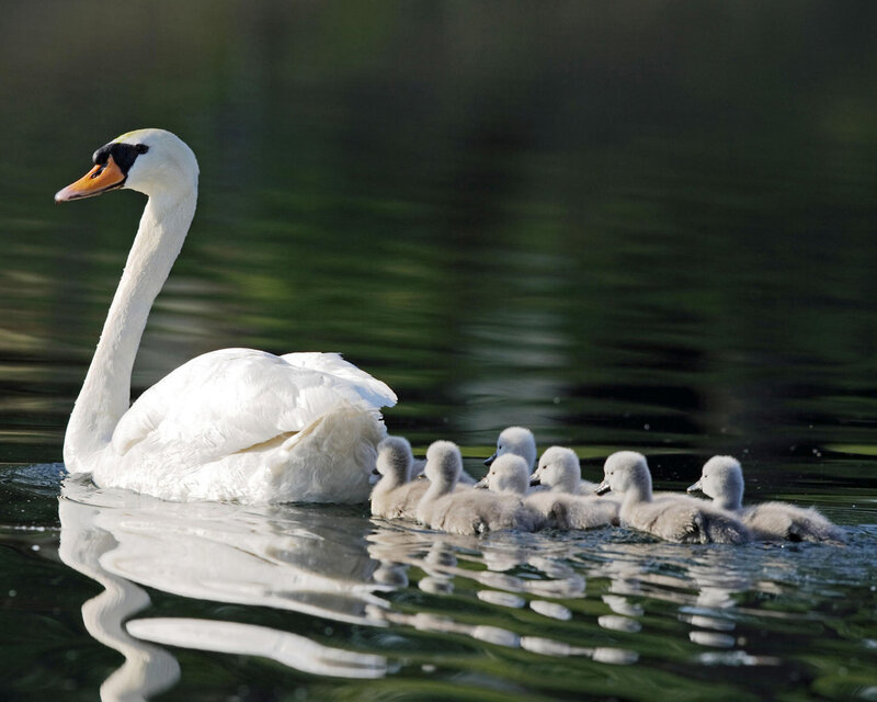 Adult Swan with Cygnets — White, Serene, Morning