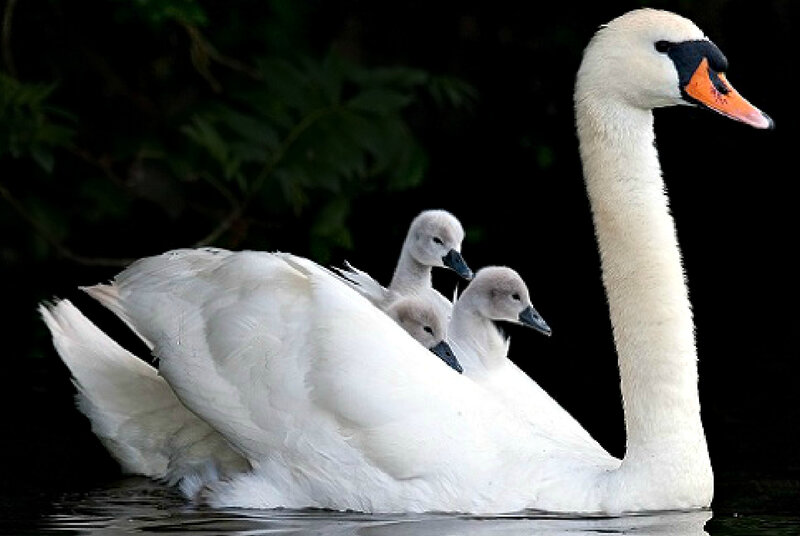 Adult Swan with Cygnets — White, Serene, Photograph