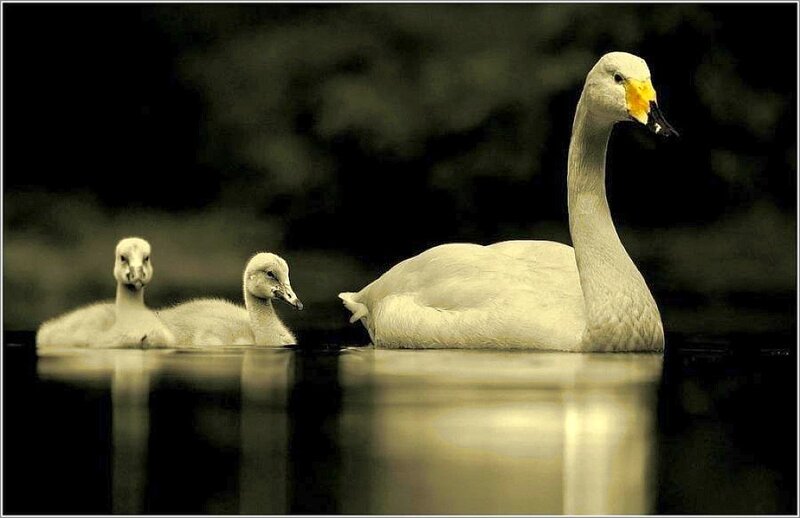 Adult Swan with Cygnets — White