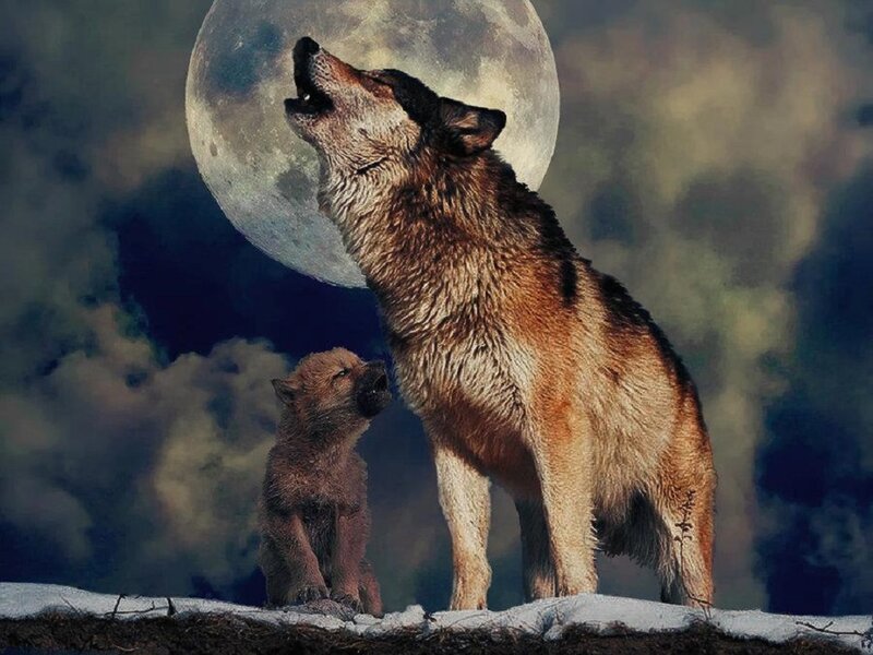 Adult Wolf and Pup — Brown, Dramatic