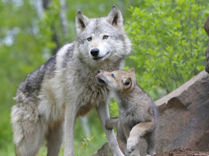 Adult Wolf and Pup — Gray, Calm, Spring