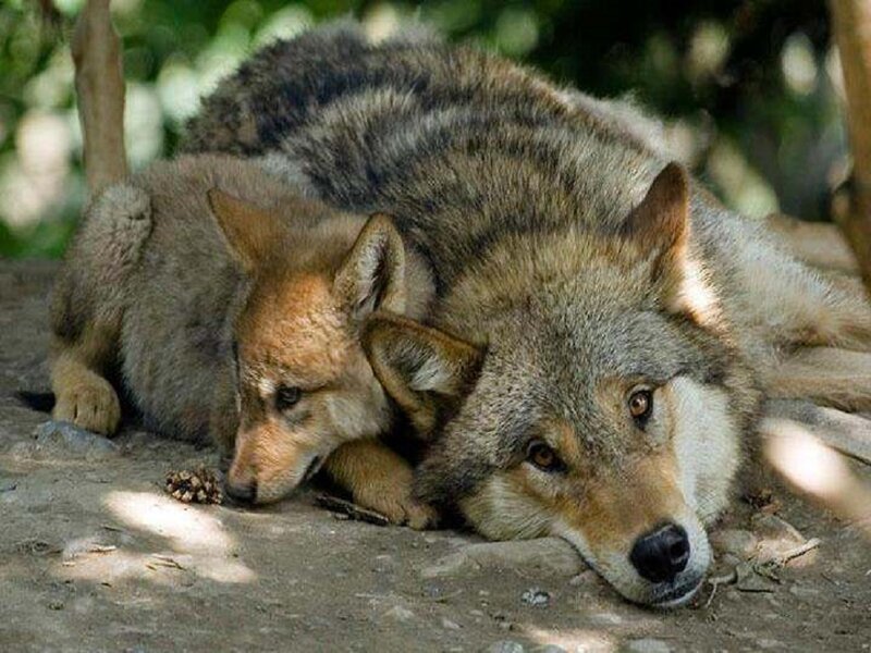 Adult Wolf and Pup — Gray, Calm