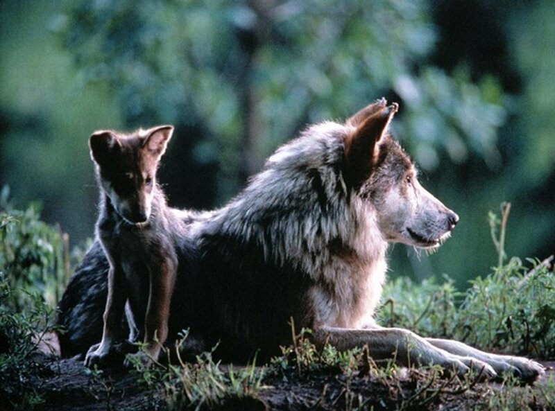Adult Wolf and Pup — Green