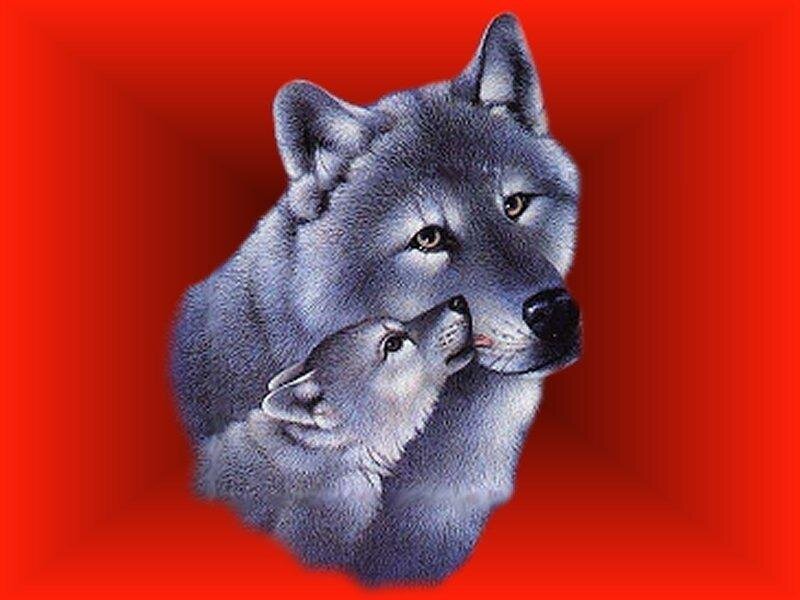 Adult Wolf and Pup — Red