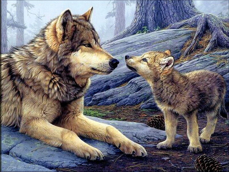 Adult Wolf and Pup