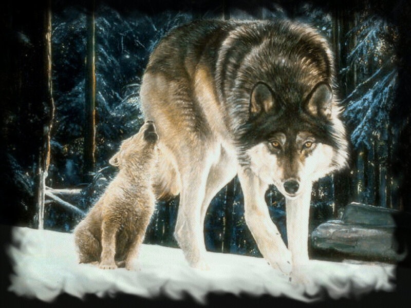 Adult Wolf and Pup — White