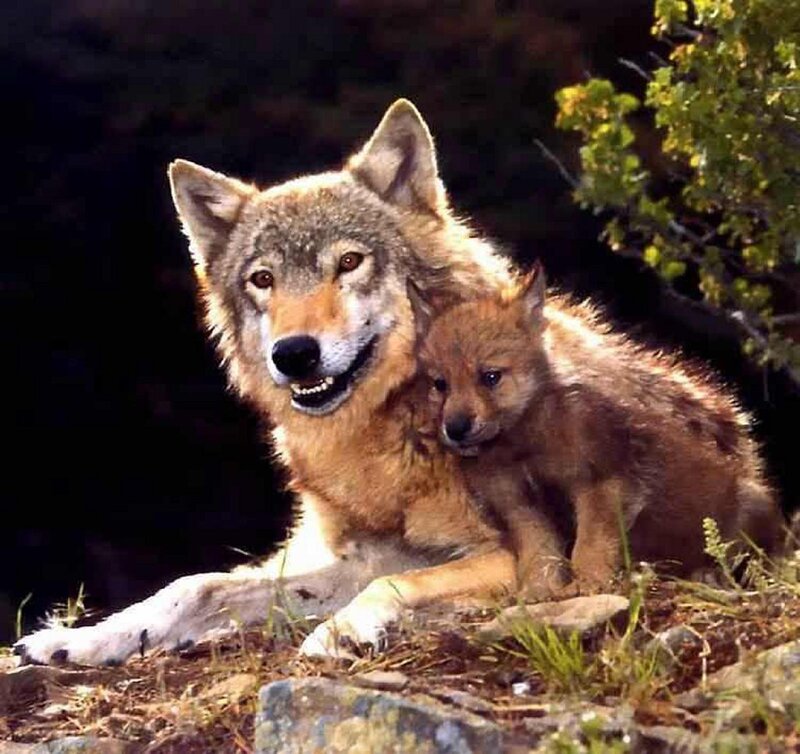 Adult Wolf with Pup — Brown