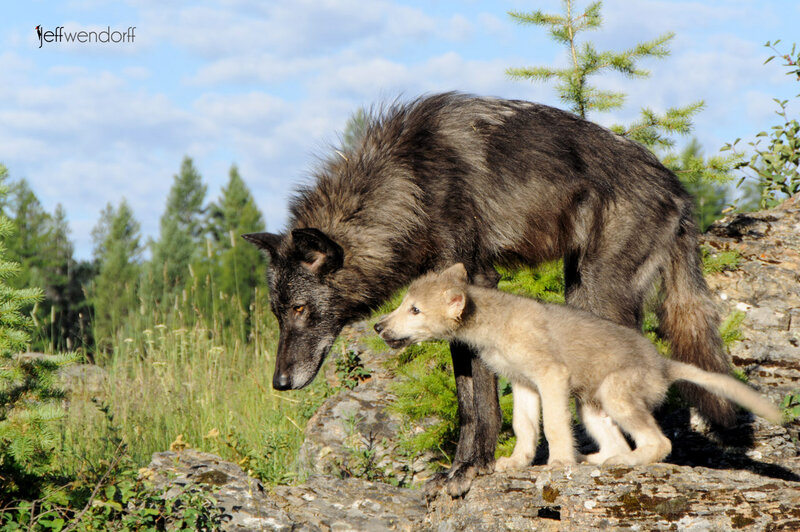 Adult Wolf with Pup — Gray