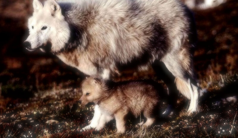 Adult Wolf with Pup