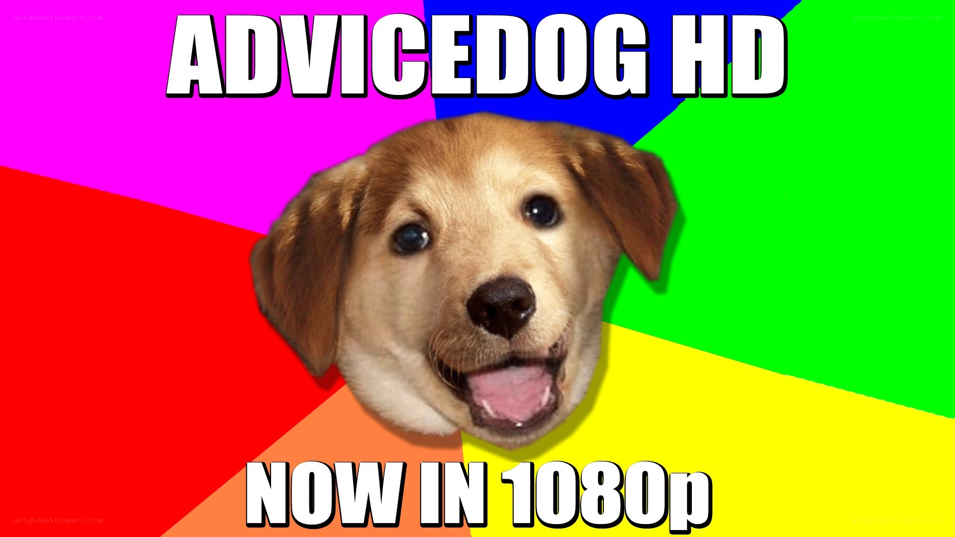 Advicedog HD now in 1080p