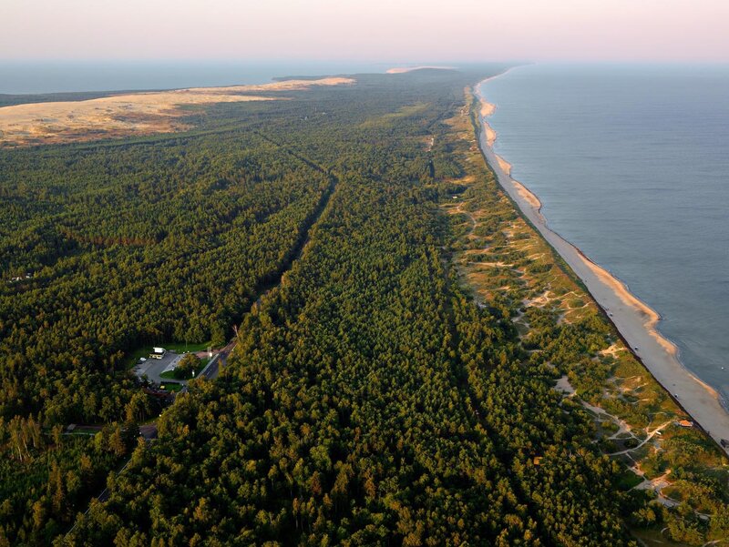 Aerial view of a coastal forest