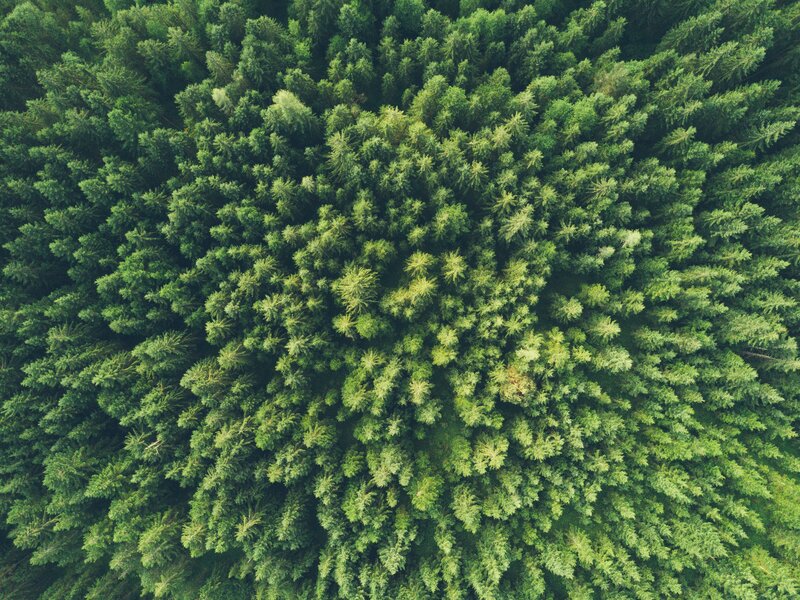 Aerial view of a dense forest