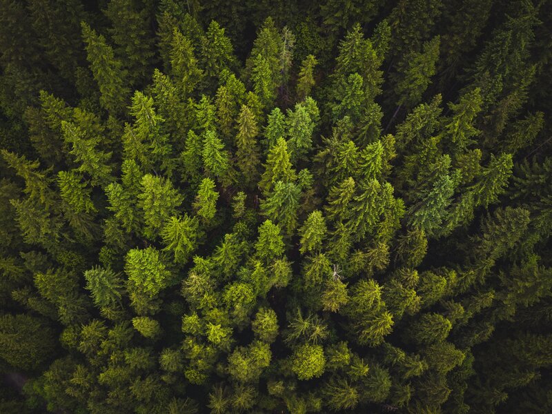 Aerial view of a dense forest