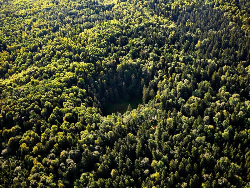 Aerial view of a dense forest