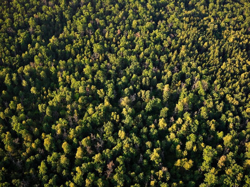 Aerial view of a dense forest