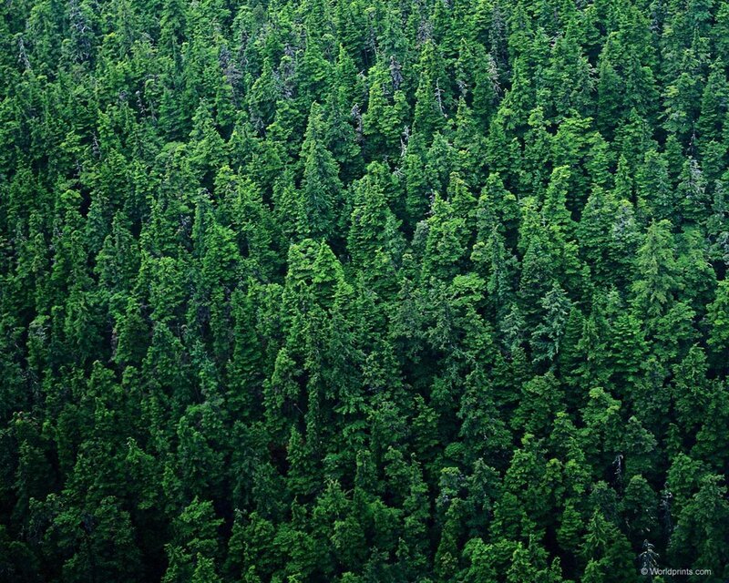 Aerial view of a dense forest