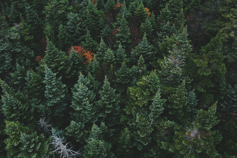 Aerial view of a dense forest
